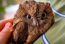 Photo of Сова сипуха: особенности ухода