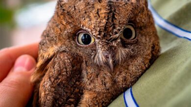 Photo of Сова сипуха: особенности ухода