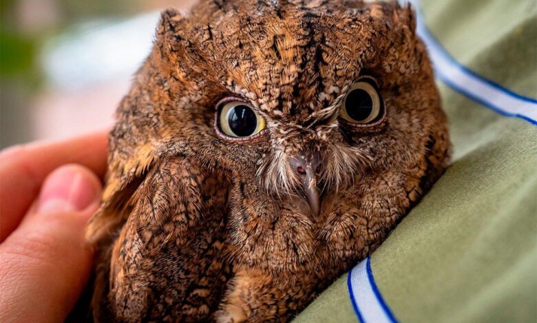 Photo of Сова сипуха: особенности ухода