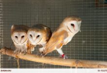 Photo of Сова сипуха: как правильно содержать