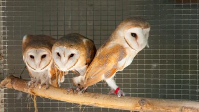 Photo of Сова сипуха: как правильно содержать