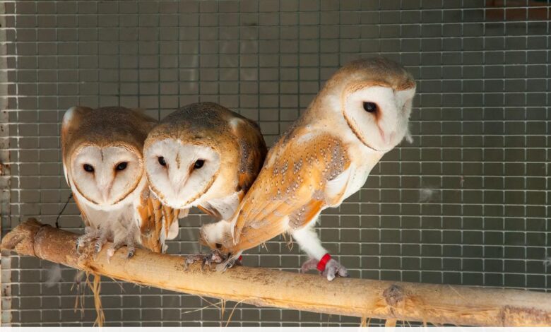 Photo of Сова сипуха: как правильно содержать