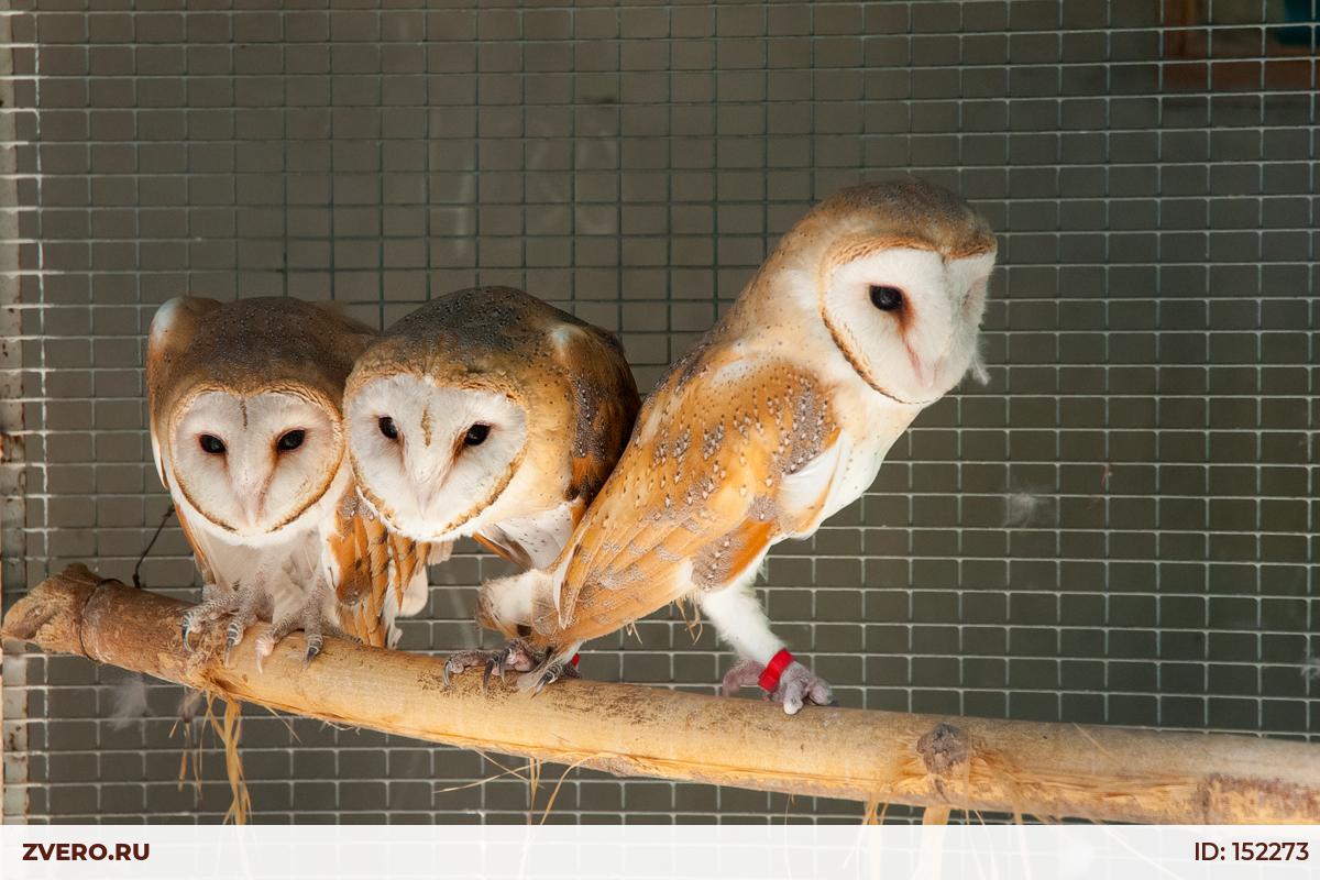 Фото 11 — Сова сипуха: как правильно содержать